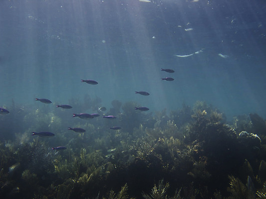 포토 JPG 해외이미지 스포츠 바다 여행 휴가 멕시코 어류 사람없음 야외 물 파란색 컬러풀 수중 침묵 틈 산호 잠수부 언덕 암초 대서양 깊이 이국적 터키석 해외202004 해외포토 자연요소 컬러 북아메리카 수중동물 소리 자포동물 전문직 보석 파일형식 이미지허브