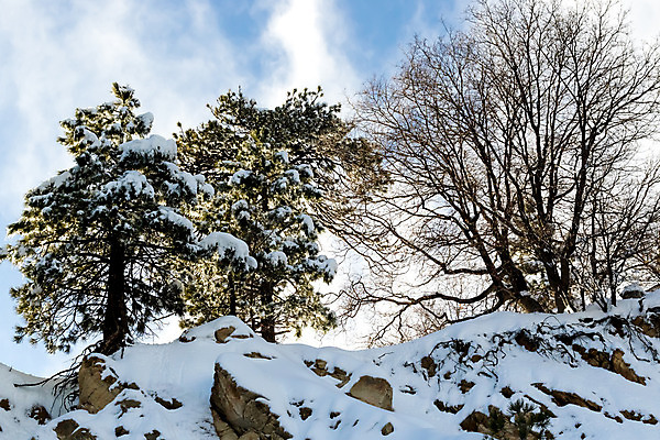 포토 JPG 해외이미지 식물 구름 계절 호수 겨울 자연 하늘 휴가 산 건조 풍경 사람없음 야외 파란색 글로벌 환경 사막 추위 바위 소나무 변화 숲 큼 캘리포니아 무거움 남쪽 로스앤젤레스 해외202004 해외포토 자연요소 나무 컬러 컨셉 미국 돌_바위 무게 크기 방향 생태계 파일형식 이미지허브