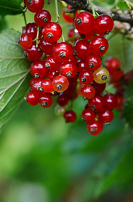 포토 JPG 해외이미지 식물 계절 열매 음식 줄기 백그라운드 잎 다이어트 채소 과일 재료 자연 디저트 건강 사람없음 빨간색 초록색 여름 나뭇가지 신선 그룹 달콤 맛 다발 먹기 오브젝트 상쾌 유기농 날것 내추럴 건포도 숙성 채식주의자 전경 해외202004 해외포토 나무 웰빙 감정 컬러 컨셉 모션 포도 풍경 생태계 채식 건과일 파일형식 탑뷰 이미지허브