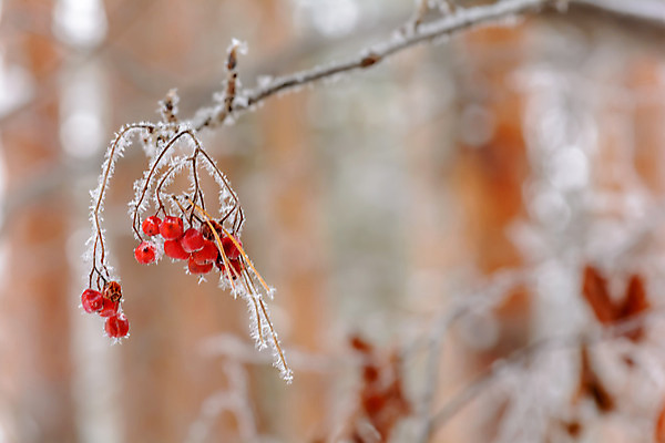 포토 JPG 해외이미지 나무 식물 구름 디자인 계절 공원 열매 음식 여행 백그라운드 크리스마스 겨울 과일 자연 하늘 표면 날씨 풍경 사람없음 야외 목재 빨간색 빛 갈색 환경 정원 냉동 얼음 검은색 추위 흰색 나뭇가지 숲 서리 장면 층 내추럴 해외202004 해외포토 자연요소 공공시설 기념일 컬러 재료 생태계 파일형식 이미지허브
