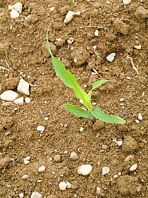 포토 JPG 해외이미지 식물 계절 지구 음식 줄기 밭 농업 자연 날씨 옥수수 사람없음 야외 초록색 농작물 농장 환경 흙 봄 수확 성장 시골 신선 시리얼 허브 밭일 줄서기 세련 해외202004 해외포토 산업 컬러 모션 곡류 생태계 파일형식 이미지허브