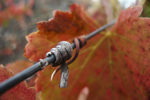 포토 JPG 해외이미지 식물 계절 유럽 잎 농업 곡선 자연 건조 풍경 사람없음 빨간색 컬러풀 노란색 활발 가을 나뭇가지 시골 지중해 포르투갈 포도나무 철사 감싸기 강렬 도루강 해외202004 해외포토 나무 나라 산업 선 바다 컬러 컨셉 모션 과일나무 생태계 파일형식 이미지허브