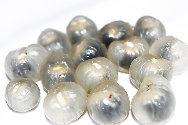 포토 JPG 해외이미지 식물 줄 음식 과일 태국 자연 함께함 건강 육류 동양인 사람없음 갈색 노란색 쌓기 중국 흰색 나뭇가지 신선 원형 그룹 시장 닫기 달콤 작음 다발 묘사 유기농 베트남 흙더미 고립 이국적 지라 많음 해외202004 해외포토 도형 나무 웰빙 아시아 컬러 컨셉 식재료 모션 인종 동남아시아 흙 맛 크기 생태계 파일형식 더미 이미지허브