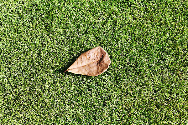 포토 JPG 해외이미지 식물 백그라운드 잎 밭 농업 자연 벽지 아침 건조 잔디 사람없음 야외 초록색 햇빛 농장 평화 환경 정원 성장 신선 질감 해외202004 해외포토 주간 산업 컬러 컨셉 태양 생태계 파일형식 이미지허브