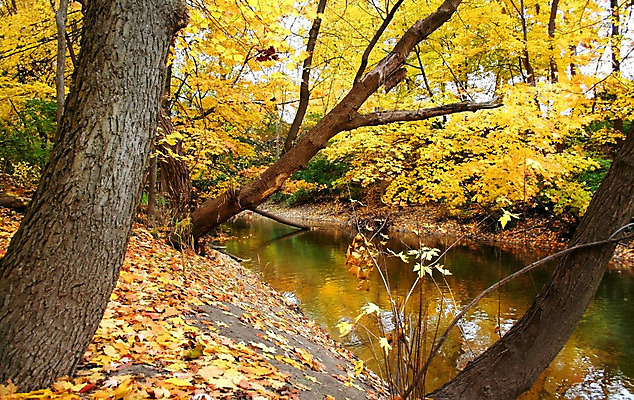 포토 JPG 해외이미지 나무 계절 잎 자연 새로움 사람없음 초록색 컬러풀 노란색 성장 가을 나뭇가지 시간 언덕 리빙 생존 해외202004 해외포토 식물 컬러 컨셉 생태계 파일형식 이미지허브