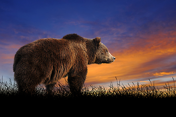 포토 JPG 해외이미지 동물 응시 공원 남자 야생동물 새끼 백그라운드 곰 포유류 자연 하늘 산 털 사람없음 야외 여름 태양 갈색 일출 힘 일몰 가을 저녁 숲 위험 큼 언덕 육식동물 동물상 해외202004 해외포토 자연요소 시선 계절 공공시설 컬러 컨셉 사람 조형물 노을 야간 크기 생태계 파일형식 이미지허브