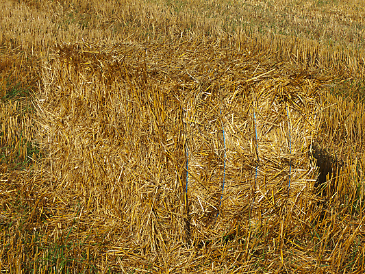 포토 JPG 해외이미지 식물 계절 음식 빵 줄기 밭 농업 자연 벽돌 건조 옥수수 풍경 사람없음 야외 여름 파란색 농작물 태양 농장 노란색 쌓기 수확 성장 가을 시골 황금 건초더미 볏짚 먹이 땅 자르기 시리얼 밀 보리 장면 철조망 패키지 뭉치 밀짚 8월 귀뚜라미 줄서기 호밀 해외202004 해외포토 자연요소 산업 컬러 곤충 모션 곡류 날짜 건초 짚 생태계 파일형식 더미 이미지허브