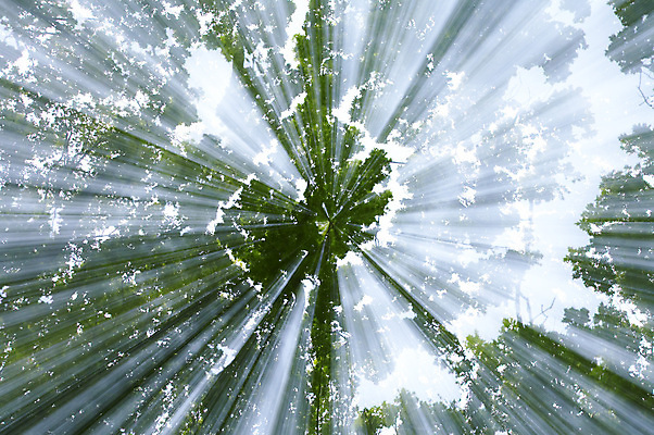 포토 JPG 해외이미지 나무 식물 계절 공원 백그라운드 잎 자연 풍경 사람없음 야외 초록색 여름 빛 햇빛 태양 환경 맑음 어둠 침묵 꿈 광선 숲 내추럴 해외202004 해외포토 자연요소 공공시설 컬러 날씨 소리 생태계 파일형식 이미지허브