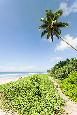 포토 JPG 해외이미지 식물 아시아 야생동물 모래 바다 여행 자연 하늘 휴가 휴식 풍경 사람없음 초록색 물 여름 파란색 빛 야자수 햇빛 평화 맑음 봄 광선 시골 만 황무지 순수 즐거움 엽서 스리랑카 수평선 해외202004 해외포토 자연요소 나무 동물 계절 감정 나라 컬러 컨셉 날씨 태양 편지 생태계 파일형식 이미지허브