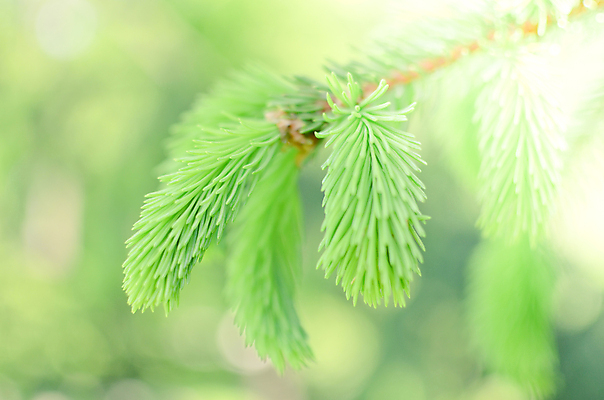포토 JPG 해외이미지 나무 식물 계절 공원 꽃 백그라운드 잎 자연 새로움 사람없음 야외 목재 초록색 여름 약 새싹 환경 정원 봄 성장 나뭇가지 신선 소나무 가시 끝 숲 묘사 상록수 침엽수 전나무 원뿔 내추럴 총쏘기 가문비나무 해외202004 해외포토 도형 공공시설 컬러 컨셉 재료 의학 모션 생태계 파일형식 이미지허브