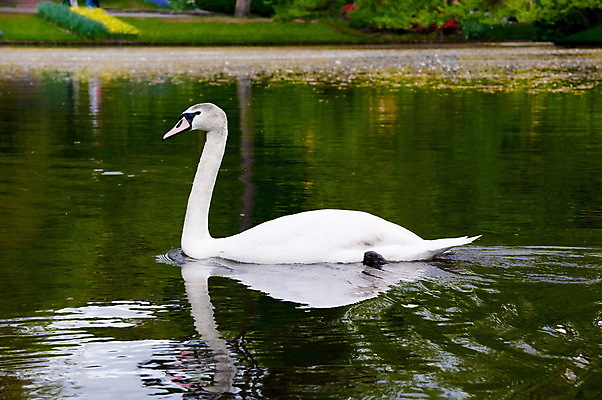포토 JPG 해외이미지 주간 한마리 호수 사람없음 야외 백조 해외202004 해외포토 자연요소 1 조류 파일형식 이미지허브