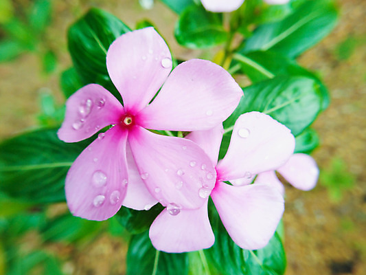 포토 JPG 해외이미지 식물 꽃잎 꽃 분홍색 백그라운드 잎 꽃무늬 자연 사람없음 물 컬러풀 정원 보라색 봄 젖음 벚꽃 신선 떨어짐 이슬 제비꽃 라일락 내추럴 해외202004 해외포토 자연요소 계절 컬러 컨셉 무늬 생태계 파일형식 이미지허브