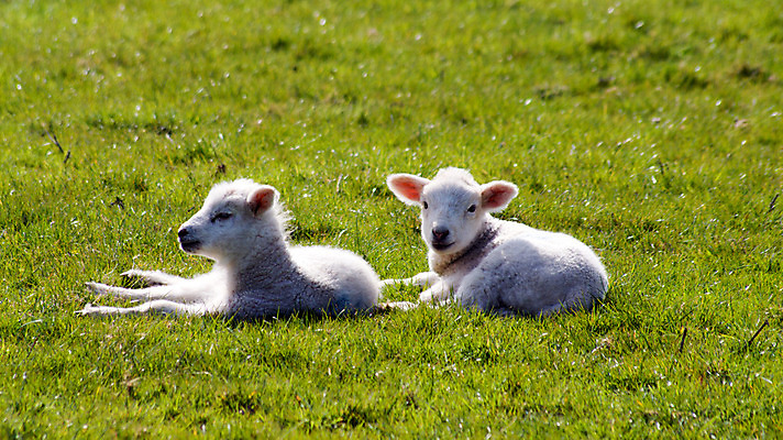 포토 JPG 해외이미지 주간 동물 응시 얼굴 음식 포즈 밭 농업 털 따뜻함 사람없음 농장 농경지 환경 식사 저녁식사 봄 흰색 시골 아기 양 입 계산 고독 먹이 굽기 먹기 크림 무릎 부드러움 위치 양고기 양모 기르기 바보 밭일 천진난만 해외202004 해외포토 자연요소 시선 계절 감정 산업 컬러 컨셉 포유류 모션 육류 사람 신체부위 직물 감각 구이 돌봄 파일형식 이미지허브