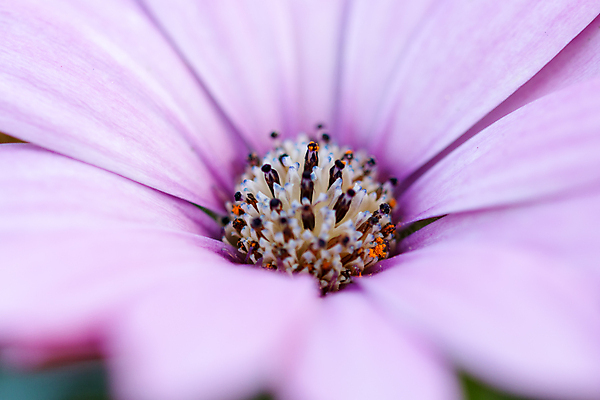 포토 JPG 해외이미지 식물 1 꽃잎 꽃 분홍색 백그라운드 자연 국화 선물 사람없음 장식 초록색 여름 컬러풀 머리 보라색 봄 활발 벚꽃 흰색 신선 화려 개화 닫기 자르기 제비꽃 묘사 데이지 우표 내추럴 고립 온실 해외202004 해외포토 계절 컬러 컨셉 모션 신체부위 생태계 파일형식 이미지허브