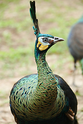 포토 JPG 해외이미지 나무 동물 1 야생동물 백그라운드 잎 오렌지 노래 자연 조류 휴식 종류 앉기 사람없음 야외 빨간색 초록색 여름 파란색 우주 봄 회색 바위 흰색 나뭇가지 공작 묘사 싱글 생물학 서식지 생태학 해외202004 해외포토 식물 계절 교육 음악 컬러 컨셉 과일 모션 돌_바위 생태계 파일형식 이미지허브