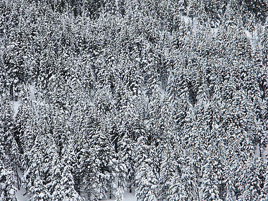 포토 JPG 해외이미지 나무 계절 공원 유럽 여행 크리스마스 겨울 자연 하늘 날씨 스키 풍경 사람없음 야외 파란색 냉동 얼음 검은색 하이킹 추위 흰색 나뭇가지 시골 숲 서리 눈내림 해외202004 해외포토 자연요소 식물 공공시설 기념일 나라 컬러 레저 겨울스포츠 눈_날씨 생태계 파일형식 이미지허브