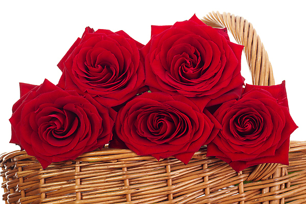 포토 JPG 해외이미지 식물 기념일 꽃 꽃다발 결혼 컨셉 잎 크리스마스 결혼식 휴가 발렌타인데이 선물 사랑 이벤트 사람없음 장식 빨간색 장미 파티 바구니 기쁨 축하 인사 생일 맛 꽃집 심볼 향수 열정 애도 약혼 장례 제안 해외202004 해외포토 감정 컬러 데이이벤트 상점 화장품 예절 약속 파일형식 이미지허브