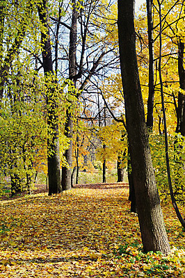 포토 JPG 해외이미지 나무 계절 공원 도로 길 줄기 낙엽 잎 오렌지 자연 풍경 사람없음 야외 빨간색 초록색 가을 나뭇가지 황금 숲 9월 10월 해외202004 해외포토 식물 공공시설 컬러 과일 교통시설 날짜 생태계 파일형식 이미지허브