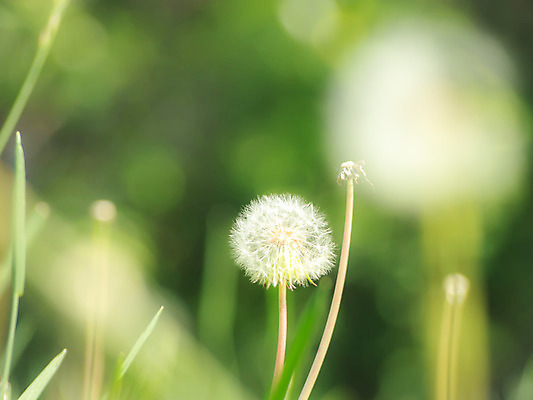 포토 JPG 해외이미지 식물 계절 꽃 음식 백그라운드 꽃무늬 자연 추상 미술 씨앗 사람없음 야외 초록색 빛 정원 침묵 봄 들꽃 벚꽃 흰색 신선 개화 달콤 민들레 부드러움 내추럴 구성 해외202004 해외포토 컬러 무늬 문화예술 소리 감각 맛 생태계 파일형식 이미지허브