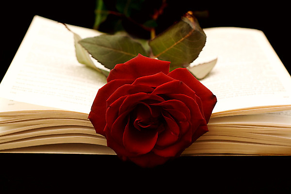 포토 JPG 해외이미지 꽃 기독교 잎 꽃무늬 기념 사랑 사람없음 책 장미 교회 믿음 성경 희망 기쁨 기도 축하 예수 메시지 영혼 역사 읽기 증거 신성 장례 귀족 복음 숭배 신앙심 충실 해외202004 해외포토 식물 감정 종교 컨셉 무늬 종교용품 종교건축 모션 건물 신_종교 파일형식 이미지허브