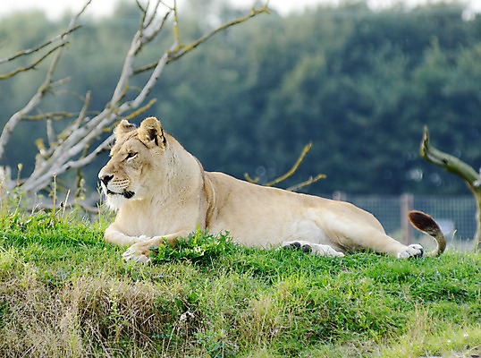 포토 JPG 해외이미지 동물 여자 여유 야생동물 포유류 자연 휴식 털 사람없음 고양이 관찰 위험 사자 큼 육식동물 사냥꾼 멸종 노려봄 경보 암사자 힘찬 해외202004 해외포토 직업 감정 컨셉 모션 표정 사람 반려동물 크기 암컷 생태계 파일형식 이미지허브