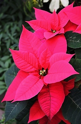 포토 JPG 해외이미지 전통 행복 잎 겨울 자연 기념 사람없음 장식 빨간색 정원 축하 클래식 꽃집 포인세티아 해외202004 해외포토 식물 계절 꽃 감정 컬러 컨셉 상점 생태계 파일형식 이미지허브