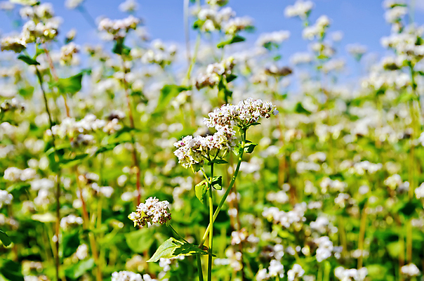 포토 JPG 해외이미지 식물 계절 꽃 문화 음식 줄기 잎 밭 농업 다이어트 채소 자연 하늘 건강 씨앗 사람없음 야외 가로 초록색 여름 농작물 농장 머리 성장 벚꽃 흰색 시골 개화 시리얼 메밀 장면 세련 해외202004 해외포토 산업 컬러 식재료 신체부위 생태계 파일형식 이미지허브