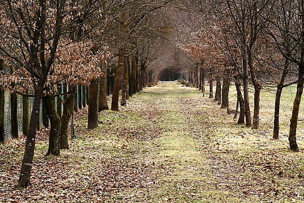 포토 JPG 해외이미지 나무 식물 계절 공원 도로 길 백그라운드 낙엽 잎 오렌지 자연 풍경 사람없음 야외 목재 초록색 빛 컬러풀 갈색 노란색 평화 환경 침묵 새벽 가을 나뭇가지 신선 황금 숲 오솔길 장면 10월 내추럴 강렬 해외202004 해외포토 자연요소 공공시설 컬러 컨셉 과일 재료 교통시설 소리 날짜 생태계 파일형식 이미지허브