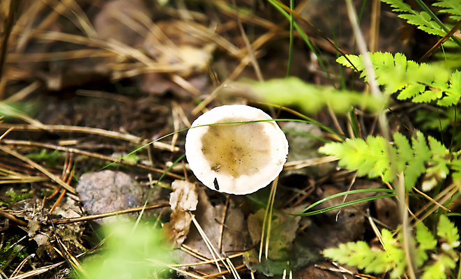 포토 JPG 해외이미지 식물 계절 음식 잎 자연 표면 생물 건강 이끼 사람없음 야외 목재 초록색 빛 갈색 어둠 버섯 성장 가을 흰색 시골 숲 작음 그늘 오브젝트 내추럴 곰팡이 그물버섯 독버섯 캡모자 세련 해외202004 해외포토 나무 모자_잡화 컬러 재료 크기 생태계 파일형식 이미지허브