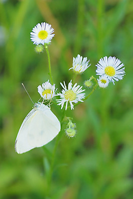 포토 JPG 해외이미지 식물 동물 계절 꽃잎 꽃 나비 곤충 백그라운드 꽃무늬 밭 자연 사람없음 야외 세로 초록색 여름 노란색 정원 화목 봄 벚꽃 흰색 시골 허브 데이지 꿀 나방 내추럴 꽃수술 캐모마일 그리너리 해외202004 해외포토 컬러 컨셉 무늬 농업 생태계 파일형식 트랜드컬러 이미지허브