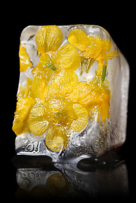 포토 JPG 해외이미지 식물 꽃잎 꽃 꽃다발 백그라운드 잎 자연 사람없음 물 파란색 머리 보라색 냉동 얼음 검은색 거품 벚꽃 흰색 신선 투명 떨어짐 크리스탈 큐브 싱글 서리 날것 냉동고 터키석 해외202004 해외포토 자연요소 컬러 컨셉 신체부위 광석 보석 생태계 파일형식 이미지허브