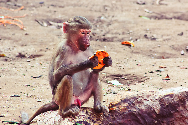 포토 JPG 해외이미지 동물 1 계절 공원 얼굴 여행 백그라운드 포유류 아프리카 자연 생물 털 동물원 이집트 종류 미술 동양인 풍경 사람없음 야외 초록색 갈색 환경 원숭이 표현 숲 모피 먹기 유인원 포트폴리오 해외202004 해외포토 공공시설 나라 컬러 모션 문화예술 인종 신체부위 생태계 파일형식 이미지허브