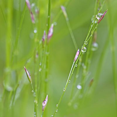 포토 JPG 해외이미지 식물 계절 물결 백그라운드 잎 패턴 자연 노르웨이 사람없음 야외 초록색 물 여름 빛 햇빛 반사 정원 보라색 성장 흰색 시골 투명 떨어짐 이슬 묘사 유기농 질감 밀짚 내추럴 생태학 해외202004 해외포토 자연요소 웰빙 교육 유럽 컬러 컨셉 무늬 태양 짚 생태계 파일형식 이미지허브
