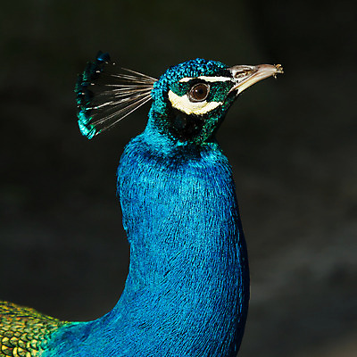 포토 JPG 해외이미지 한마리 남자 패턴 자연 조류 사람없음 초록색 파란색 컬러풀 머리 활발 의식 우아함 공작 전시회 깃털 꼬리 목 보여주기 꿩 수탉 멀티 웅장함 터키석 해외202004 해외포토 동물 1 컬러 컨셉 무늬 모션 사람 신체부위 전시 닭 보석 수컷 생태계 파일형식 이미지허브