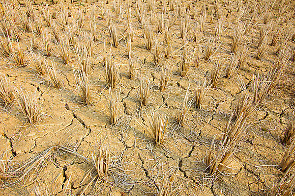 포토 JPG 해외이미지 식물 계절 아시아 음식 백그라운드 밭 농업 자연 밥 날씨 건조 옥수수 사람없음 야외 여름 농작물 태양 농장 갈색 환경 수확 시골 죽음 뜨거움 농부 땅 시리얼 유기농 질감 먼지 장면 가뭄 온도 내추럴 재앙 줄서기 세련 해외202004 해외포토 자연요소 직업 웰빙 나라 산업 컬러 모션 곡류 생태계 파일형식 이미지허브