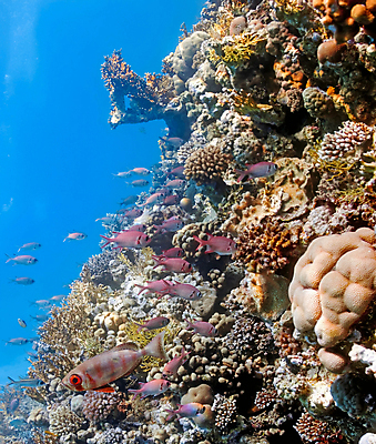 포토 JPG 해외이미지 식물 동물 야생동물 바다 나비 자연 파노라마 이집트 어류 사람없음 물 컬러풀 수중 산호 다이빙 암초 동물상 소금물 식민지 이국적 해외202004 해외포토 자연요소 컬러 곤충 아프리카 촬영기법 조형물 수영 수중동물 자포동물 생태계 수중스포츠 파일형식 이미지허브