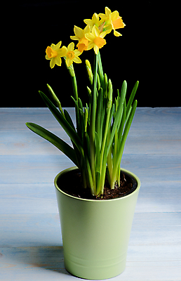 포토 JPG 해외이미지 식물 꽃잎 꽃 화분 꽃무늬 봄꽃 사람없음 초록색 파란색 노란색 검은색 벚꽃 그룹 다발 배열 화단 수선화 해외202004 해외포토 컬러 무늬 봄 파일형식 이미지허브