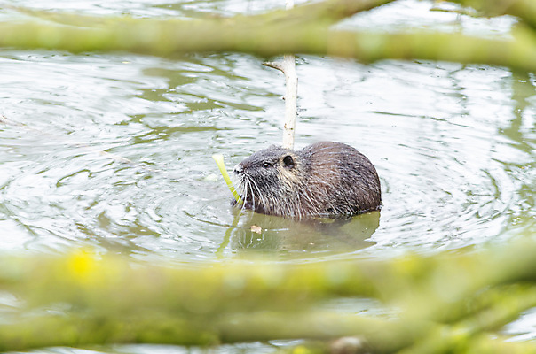 포토 JPG 해외이미지 스튜디오촬영 동물 척추동물 얼굴 야생동물 음식 포유류 발 수염 털 사람없음 물 강 회색 백발 연못 치아 습지 은색 쥐 설치류 자르기 청소 사냥 고립 해외202004 해외포토 자연요소 헤어스타일 컬러 모션 실내 신체부위 소화기관 파일형식 이미지허브