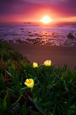 포토 JPG 해외이미지 주간 구름 해외풍경 꽃 바다 하늘 해변 사람없음 야외 태양 노을 미국 캘리포니아 해외202004 해외포토 자연요소 식물 해외 북아메리카 풍경 파일형식 이미지허브