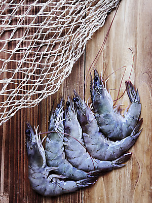 포토 JPG 해외이미지 음식 조개 새우 갑각류 사람없음 세로 회색 껍질 신선 해산물 날것 생식 해외202004 해외포토 동물 컬러 어패류 파일형식 이미지허브