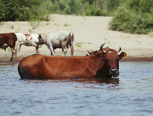 포토 JPG 해외이미지 동물 농업 자연 하늘 사람없음 야외 가로 초록색 물 여름 강 농장 갈색 맑음 수영 가축 흐름 마시기 시골 뜨거움 개울 그룹 소 씻기 군중 강가 물주기 밭일 찰과상 해외202004 해외포토 자연요소 계절 산업 컬러 컨셉 포유류 모션 날씨 사람 청결 수상스포츠 상처 생태계 파일형식 이미지허브