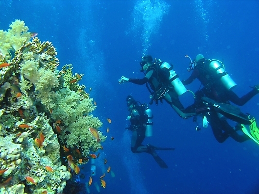 포토 JPG 해외이미지 식물 동물 야생동물 잎 자연 표면 어류 사람없음 물 반사 수중 투명 스노클링 산호 잠수부 다이빙 암초 동물상 해외202004 해외포토 자연요소 조형물 수영 수중동물 수상스포츠 자포동물 전문직 생태계 수중스포츠 파일형식 이미지허브