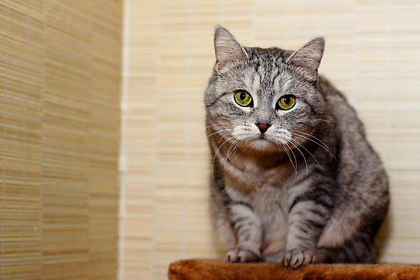 포토 JPG 해외이미지 동물 1 응시 벽 포즈 선반 주택 앉기 사람없음 내부 가로 반려동물 모래사장 갈색 고양이 회색 짜증 모서리 얼룩무늬 해외202004 해외포토 시선 감정 바다 컬러 가구 무늬 포유류 모션 건물 파일형식 이미지허브