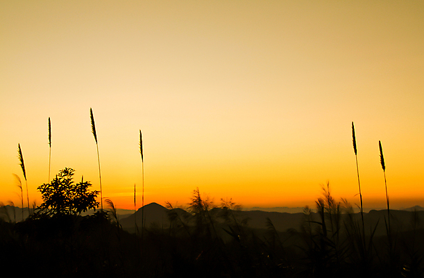 포토 JPG 해외이미지 나무 식물 디자인 계절 공원 꽃 실루엣 잎 오렌지 일러스트 태국 자연 하늘 아침 추상 산 미술 풍경 사람없음 야외 그래픽 가로 여름 햇빛 태양 환경 검은색 황혼 일몰 페인트 봄 가을 나뭇가지 뜨거움 땅 조경 윤곽 절정 수평선 해외202004 해외포토 주간 자연요소 공공시설 아시아 컬러 무늬 과일 문화예술 촬영기법 노을 생태계 파일형식 이미지허브