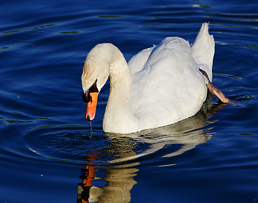 포토 JPG 해외이미지 주간 한마리 호수 사람없음 야외 백조 해외202004 해외포토 자연요소 1 조류 파일형식 이미지허브