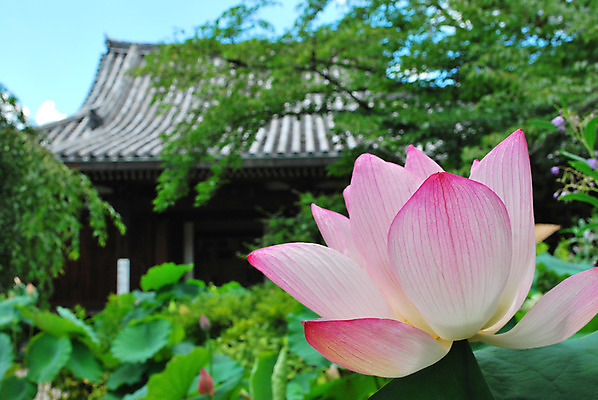 포토 JPG 해외이미지 계절 공원 꽃잎 꽃 종교 문화 선 분홍색 여행 백그라운드 컨셉 잎 불교 건축양식 추상 연꽃 사람없음 건물 초록색 여름 평화 정원 일본 침묵 고요 기쁨 벚꽃 흰색 연못 사찰 가득함 심볼 순수 명상 사당 해외202004 해외포토 식물 건축물 공공시설 건축 감정 아시아 컬러 무늬 종교건축 소리 파일형식 이미지허브