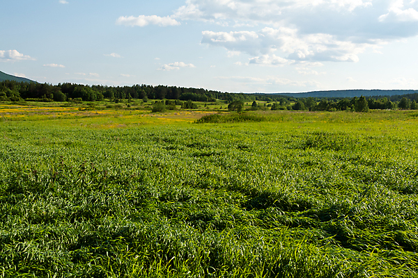 포토 JPG 해외이미지 구름 계절 백그라운드 밭 자연 하늘 날씨 풍경 잔디 사람없음 야외 초록색 여름 파란색 햇빛 농경지 환경 맑음 활발 흰색 시골 신선 땅 장면 내추럴 파라다이스 평야 수평선 해외202004 해외포토 자연요소 식물 컬러 컨셉 농업 태양 농장 생태계 파일형식 이미지허브
