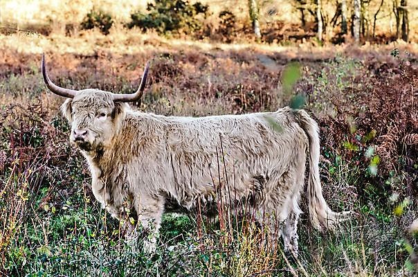 포토 JPG 해외이미지 나무 동물 계절 포유류 자연 영국 털 뿔 사람없음 야외 금발 농장 갈색 가축 소고기 가을 시골 소 닫기 씻기 생강 산악지대 기르기 양치류 스코틀랜드 해외202004 해외포토 식물 헤어스타일 유럽 컬러 농업 채소 모션 산 육류 청결 생태계 돌봄 파일형식 이미지허브