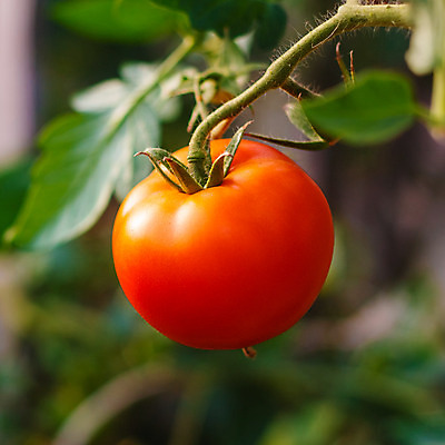 포토 JPG 해외이미지 식물 1 음식 농업 토마토 채소 재료 사람없음 빨간색 상점 정원 성장 나뭇가지 신선 닫기 달콤 맛 상품 큼 묘사 싱글 원예 내추럴 밭일 영양분 영양소 채식주의자 해외202004 해외포토 나무 산업 컬러 컨셉 모션 취미 크기 채식 파일형식 이미지허브