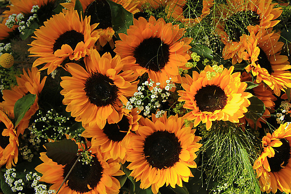 포토 JPG 해외이미지 식물 꽃잎 꽃 결혼 백그라운드 자연 결혼식 해바라기 사랑 사람없음 장식 초록색 여름 갈색 노란색 해외202004 해외포토 계절 감정 컬러 이벤트 생태계 파일형식 이미지허브